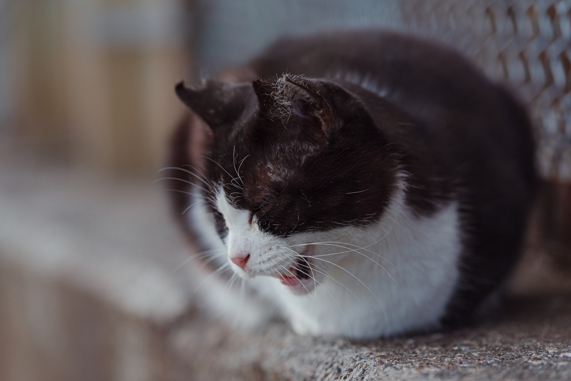 下層メイン